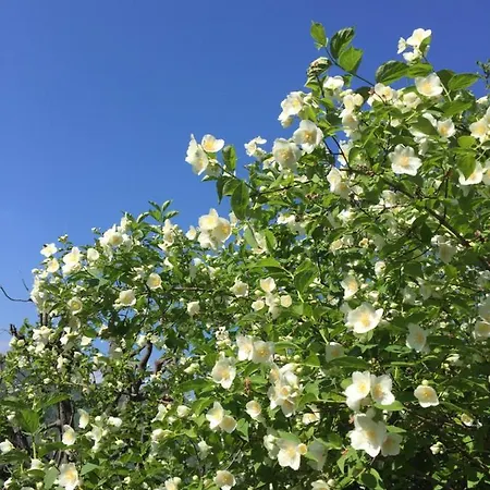 Alma Σαλέ Frabosa Sottana